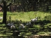 Geese under a tree